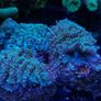 Metallic Galaxea coral LPS Image 2