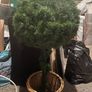 topiary tree in box Image 4