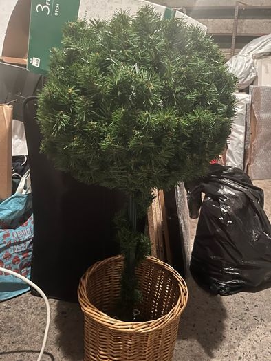 topiary tree in box
