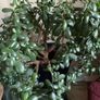 Jade Plant Image 4