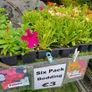 Summer Bedding Flowers Image 4