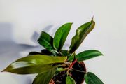 Philodendron Florida Bronze Plant