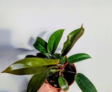 Philodendron Florida Bronze Plant