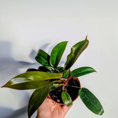 Philodendron Florida Bronze Plant