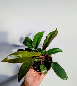Philodendron Florida Bronze Plant