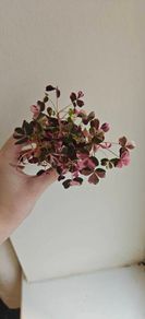 Oxalis