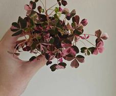 Oxalis