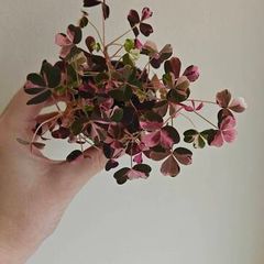 Oxalis
