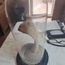 Wax Cobra in antique glass dome. Image 7