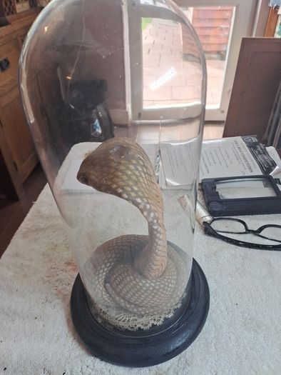 Wax Cobra in antique glass dome.