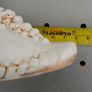 Victorian - Porcelain Shoes Image 9