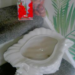 Large China Shell