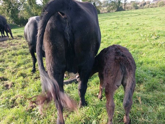 3 AA first calvers