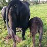 3 AA first calvers Image 5
