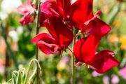 (S) Sweet peas CRIMSON seeds 2g (415717)
