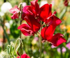 (S) Sweet peas CRIMSON seeds 2g (415717)
