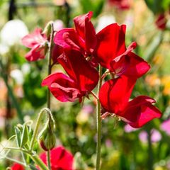 (S) Sweet peas CRIMSON seeds 2g (415717)