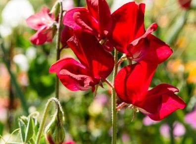 (S) Sweet peas CRIMSON seeds 2g (415717)