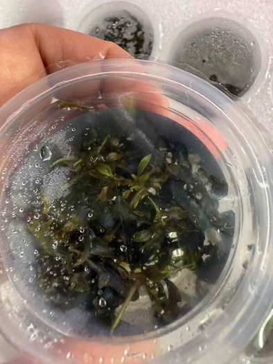 Aqua-Art Bucephalandra, Anubias ect aquarium in vitro plants