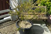 garden plants
