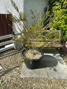 garden plants