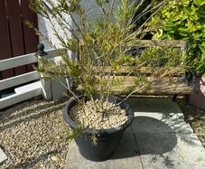 garden plants