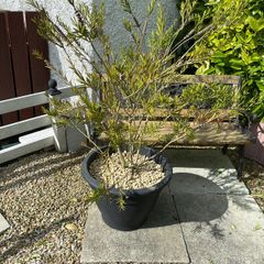 garden plants