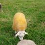 PBR texel ram lambs Image 3
