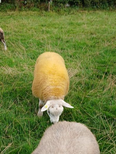 PBR texel ram lambs