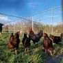 Hatching eggs,and dayolds Image 6