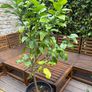 Established 150cm high fruit bearing lemon tree Image 8