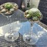 succulents Image 2