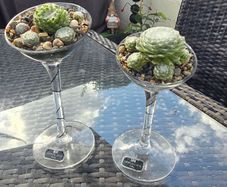 2 plants
