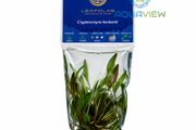 LEAFOLAB AQUARIUM PLANTS - free from snails, algae, and pathogens.