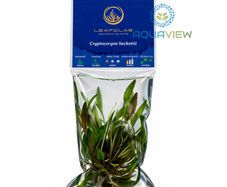 LEAFOLAB AQUARIUM PLANTS - free from snails, algae, and pathogens.