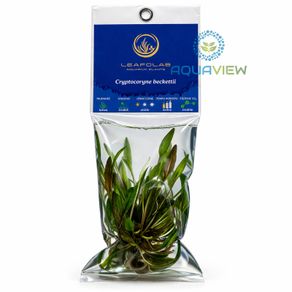 LEAFOLAB AQUARIUM PLANTS - free from snails, algae, and pathogens.