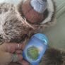 planet earth posh paws sloth Image 4