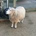 ClacksPatter35