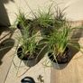 Luzula Nivea Plants Image 5