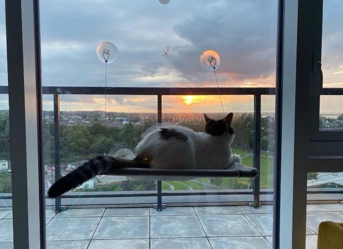 Trixie cat window Lounger