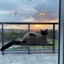 Trixie cat window Lounger Image 4