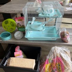 hamster