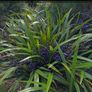 Dianella Tasmanica Image 5