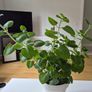 Cuban Oregano / Mexican Mint 40cm Image 2