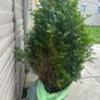boxwood Image 2
