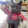 Pet Halloween Fun Killer Outfit Image 7