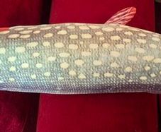 Cloth Fish