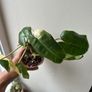 Philodendron Burle Marx variegated Image 3