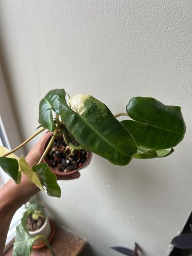 Philodendron Burle Marx variegated