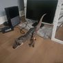 dinasour Image 6